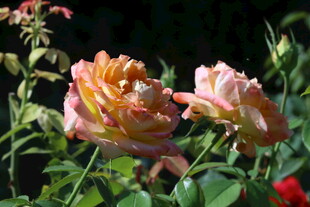 月季花  