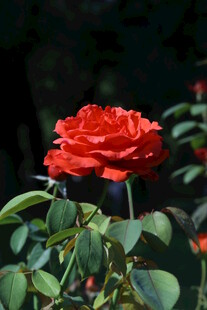 月季花  