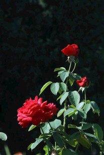 月季花 
