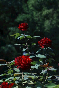 月季花  