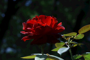 月季花 