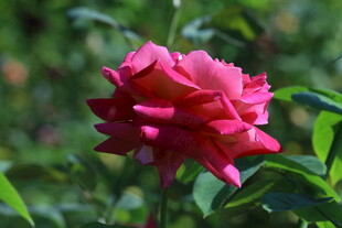 月季花 