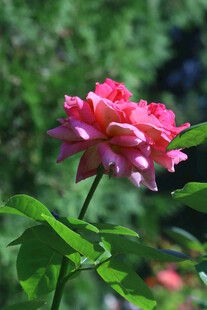 月季花