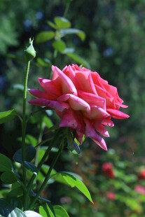 月季花 