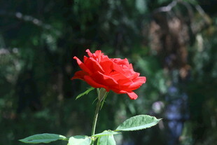 月季花 