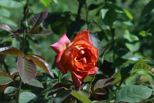 月季花 