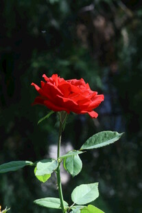 月季花 