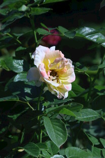 月季花 