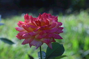 月季花 