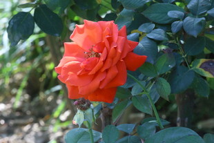 月季花  