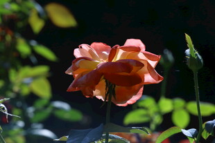月季花  