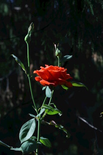 月季花 