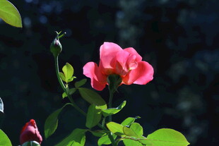 月季花 