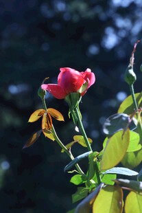 月季花  
