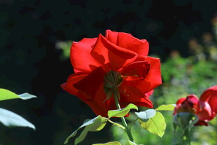月季花
