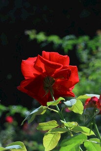 月季花  
