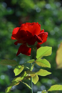 月季花 
