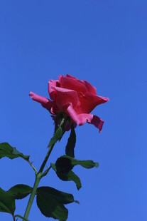 月季花 