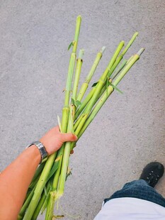 手持新鲜绿色植物茎秆