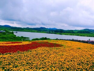 湖畔花海美景