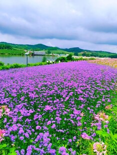 紫色花海与湖景的美丽风光