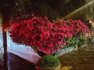 心形繁花装点浪漫夜色