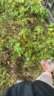 脚边绿植中的多彩物品