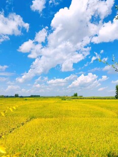 金黄油菜花田蓝天白云景