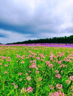 花海美景绽放绚烂色彩