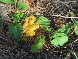 林间绽放的黄色蘑菇