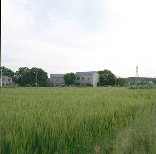 田野中的房屋与葱郁麦田
