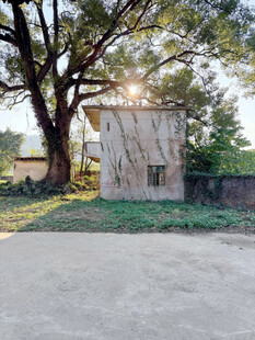 乡村小屋旁的大树与晨光