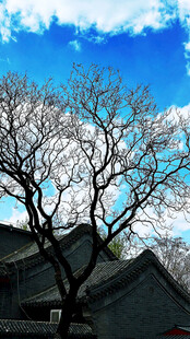 蓝天枯枝下的中式古建筑
