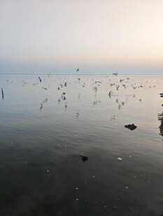 海鸥