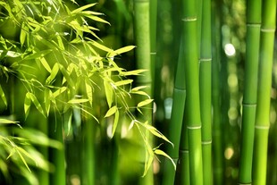 翠绿竹林景致
