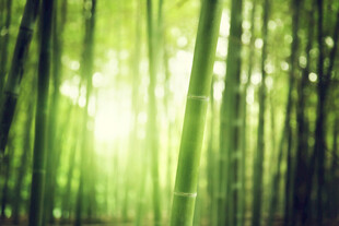 阳光洒落的翠绿竹林