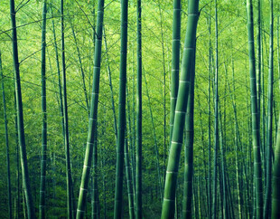 翠绿竹林