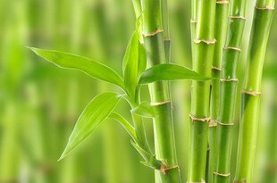 翠绿嫩竹