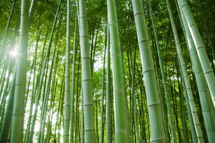 阳光照耀下的翠绿竹林