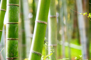 翠绿竹林特写