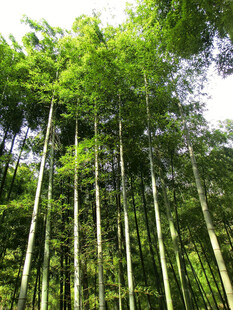 翠绿竹林
