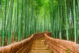 竹林中的木质步道