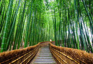 竹林幽径