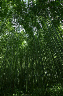 翠绿竹林