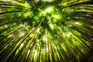竹林绿光闪耀奇幻景象