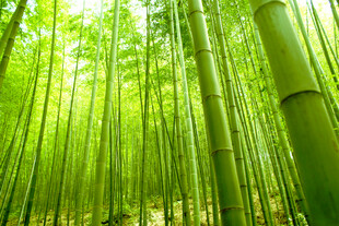 翠绿竹林