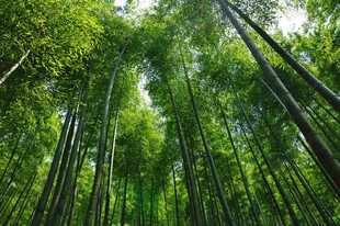 翠绿竹林