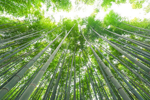 翠绿竹林