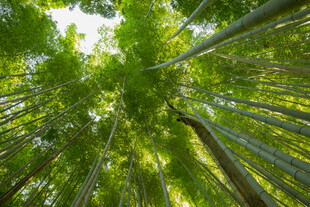 仰视葱郁竹林美景