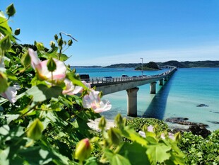 繁花簇拥下的跨海大桥